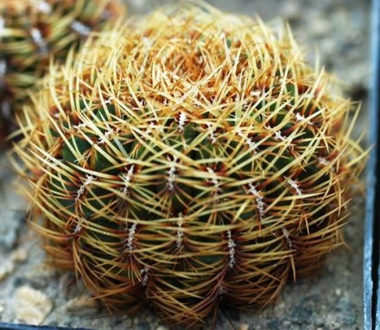 Oroya_neoperuviana_v_depre